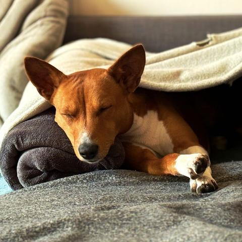 The image of a deep sleeper evokes a sense of gentle compassion and warmth.