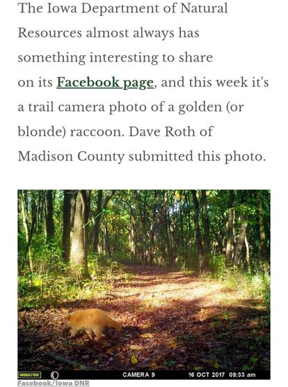 The text on the screenshot explains the image, which shows a woodland scene with a side on view of a hidden raccoon walking to the left.
The Iowa Department of Natural Resources almost always has something interesting to share on its Facebook page, and this week it's a trail camera photo of a golden (or blonde) raccoon. Dave Roth of Madison County submitted this photo.