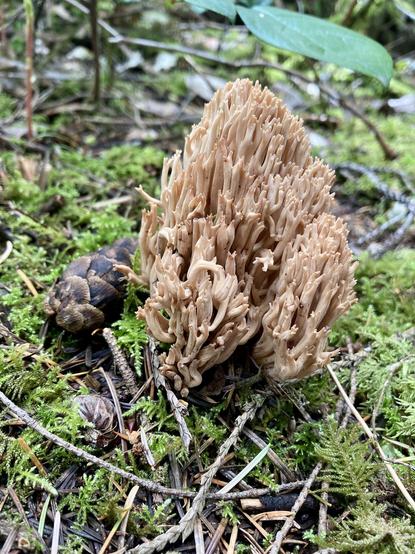 Coral mushroom that has turned brown. Sits on forest floor in pine needles and moss.