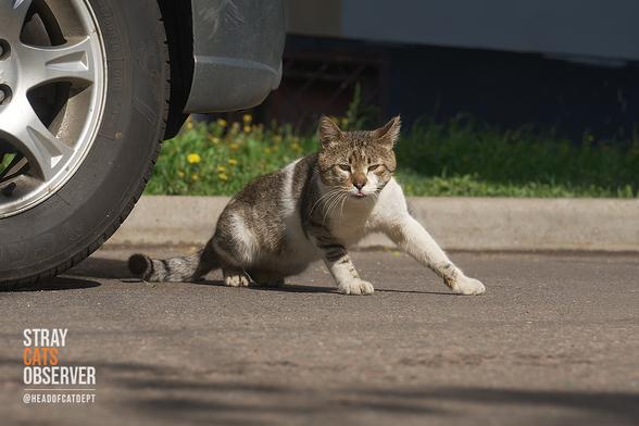 Tabby cat rises from the asphalt with its paws outstretched