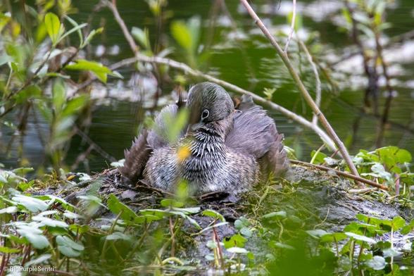 Photo of a pied-billed grebe sitting on a floating platform nest. Its beak is tucked into its feathers. The baby bird's beak can be seen pointing out from behind the mama bird's neck.