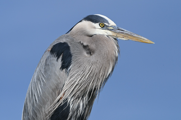 Profile of a great blue heron against a blue sky