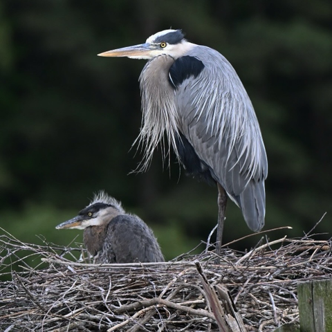 Great Blue Heron standing guard over a baby in the nest.