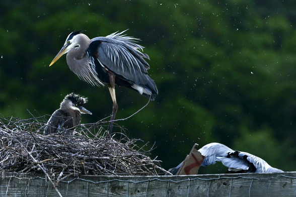 Great Blue Heron and a baby in the sunlight on a nest.