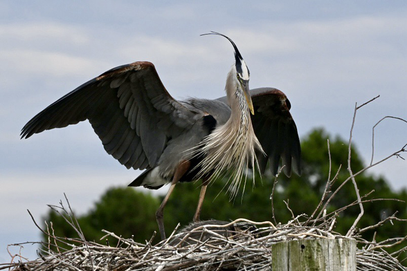 Great blue heron landing on the nest.