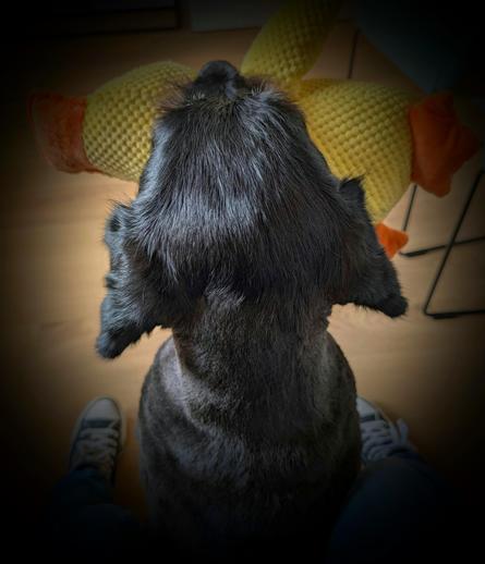 Rückansicht eines schwarzen Hunds, der so nah vor mir sitzt, dass ich links und rechts neben ihm meine Beine ausgestreckt habe. In seiner Schnauze hält er ein recht großes Stofftier einer Ente.