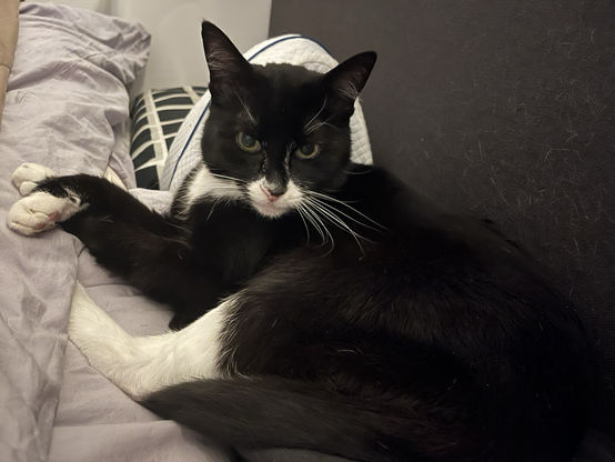 Good night Shaggy the tuxedo cat
