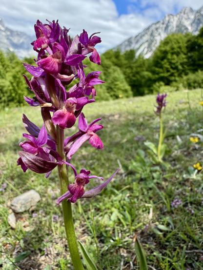Purple-flowering elder-flowered orchid
