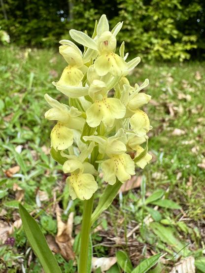 Yellow-flowering elder-flowered orchid