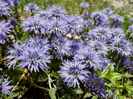 Intricate violet flowers in a clump of