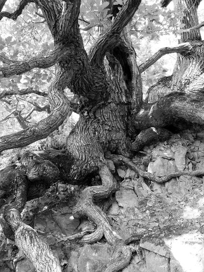 Black and white photo of the lower half of a tree with a thick, twisted trunk and expansive roots. The trunk and roots claw into the ground. Their dynamic shapes give the impression of a mythical creature with many arms and legs. 

🇩🇪 Schwarzweißfoto der unteren Hälfte eines Baumes mit dickem, gewundenem Stamm und raumgreifenden Wurzeln. Stamm und Wurzeln krallen sich im Boden fest und wirken durch ihre dynamischen Formen wie ein Fabelwesen mit vielen Armen. und Beinen.