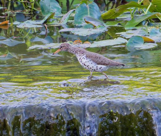 The sandpiper is hunting for food in shallow water, just above a manmade structure where the lake overflow drains. The lighting is a bit dark as it is near dusk, but the water reflects green. Large lily pads are in the background.