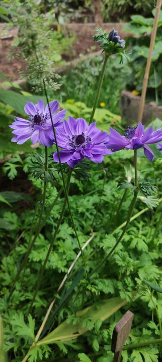 Trois fleurs violettes d’anémone épanouies au cœur d’un fouillis végétal, entourées de feuilles de persil et d’herbes sauvages. Une tige floue traverse l’avant-plan, donnant à l’image un aspect naturel et spontané, comme captée au creux d’un jardin libre