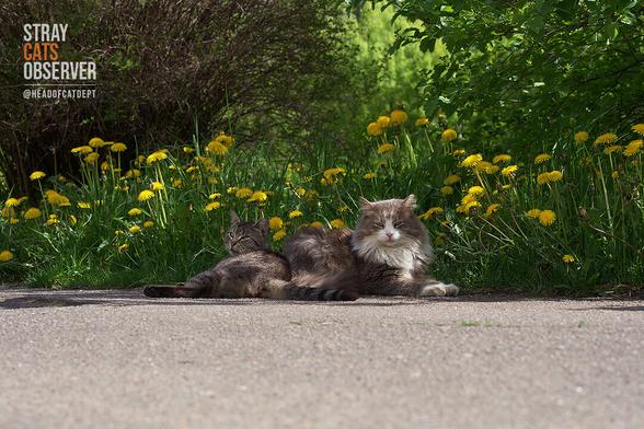Two cats rest on the side of a paved path