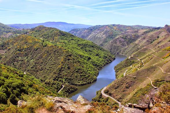 A high-angle view of the Sil Canyon in Ribeira Sacra, Spain, showing a dark blue river winding through steep, verdant hillsides. The hills are covered with a mix of green foliage and patches of yellow flowering shrubs, with terraced vineyards visible on the right slope. A narrow road follows the river's bend. The sky above is clear and blue with faint crisscrossing contrails.