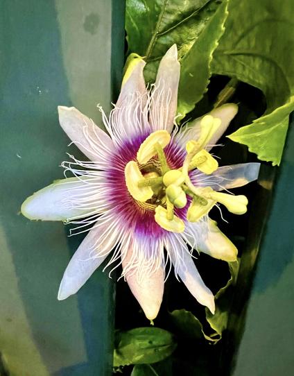 I think I am going to start collecting and sharing snap shots of flowers and plants I bump into while doing my daily workout exercise routines, because, my goodness!, it's getting out of control at this point! 😳

Like this time around, for the first time ever, a passion fruit (i.e. Passiflora Edulis) in full bloom trespassing someone's garden into the street, I just had to stop and try to capture this beauty 😍👍🏻

So, shall I go for #FlowersInPlaya or #FlowersInGC then? 😎👍🏻