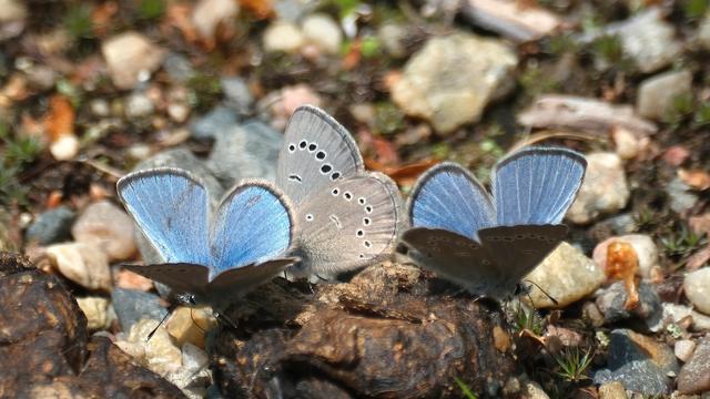 Closeup of three small butterflies on the ground. The one in the centre shows the tan underside of his wings with white circles around small black dots. The other ones show the upper side of their wings which is blue with a narrow dark rim.