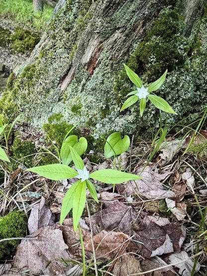 Two white starflowers growing at the base of a moss-covered tree stump.