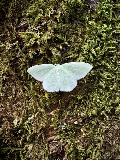 A little emerald moth resting on a moss-covered tree trunk.