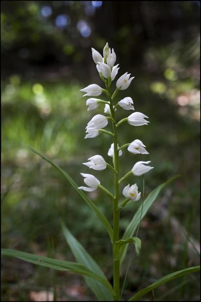 CAT
Si existís un matí blanc
es vestiria de flors.
des de qualsevol indret
es veuria radiant
ple de cel i sol
i em despertaria 
de qualsevol malson.

OC
Se i aviá un matin blanc
se vestiriá de flors.
dempuèi ont que siá
semblariá radiant
plen de cel e de solelh .
e me desrevelhariái
de quin marrit sòmi que siá.