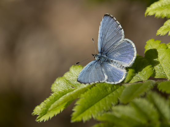 Sinisiipi paistattelee kylmän aamun auringonvalossa. Holly blue butterfly basking in the cold morning sunlight.