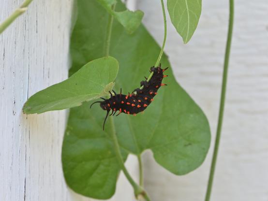 A Pipevine Swallowtail caterpillar is crawling on a green stem of a Pipevine plant. The caterpillar is black with black and bright orange spikes. The vine has a heart-shaped leaf in the blurred background.