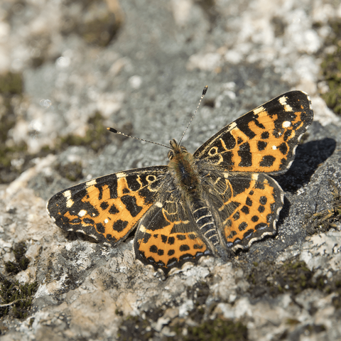 Karttaperhonen. The map butterfly.