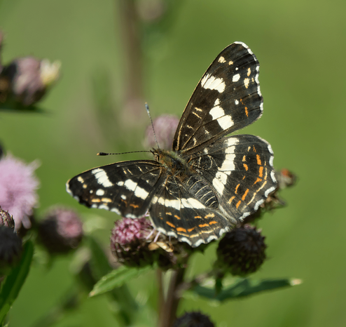Karttaperhonen. The map butterfly.