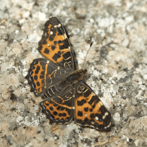 Karttaperhonen. The map butterfly.