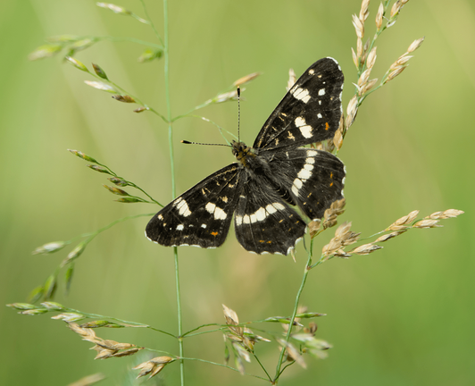 Karttaperhonen. The map butterfly.