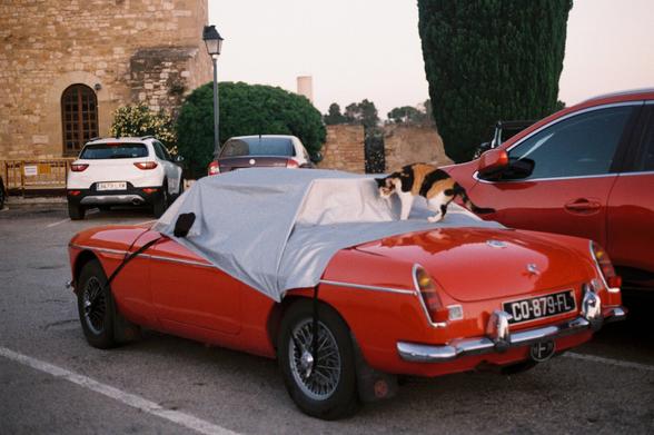 Un gato calicó (blanco, negro y naranja) caminando sobre el techo cubierto de una lona gris de un coche deportivo clásico rojo (posiblemente un MG MGB). El coche está aparcado al aire libre, con edificios de piedra y vegetación al fondo y otros coches modernos.