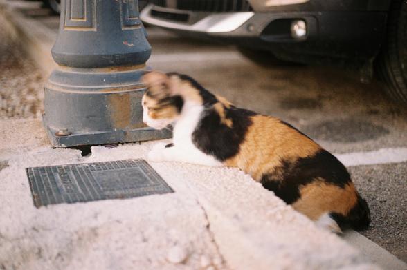Un gato calicó (blanco, negro y naranja) acostado en el borde de una acera de piedra, con una farola oscura a su izquierda y la parte delantera de un coche oscuro desenfocada al fondo. La luz es suave y cálida.