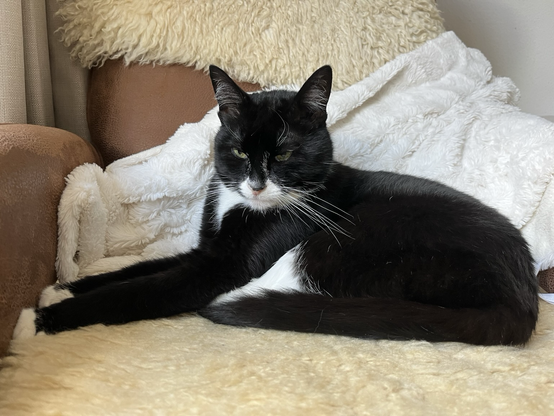 Shaggy the tuxedo cat says good night