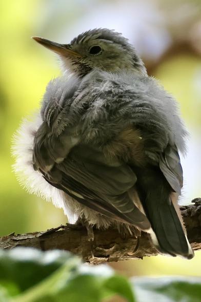 A cute, very fluffy bird on a branch.