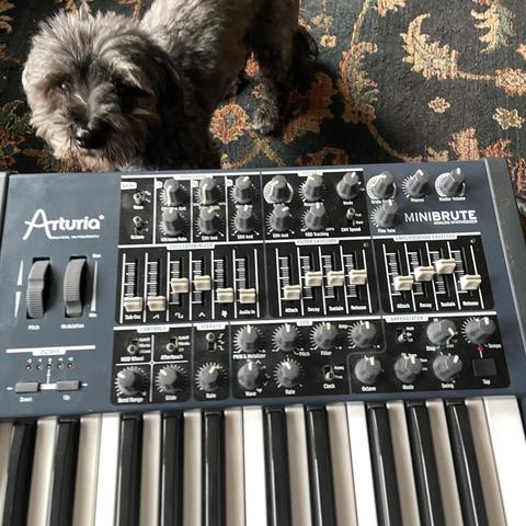 A dusty old analog synth with an elder Havanese dog standing below it looking up at the camera.