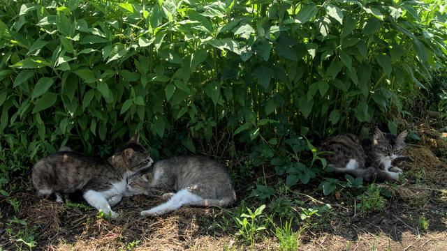 広い畑の中にある農機具小屋で暮らす猫たち。左側の2匹はおそらく親子でしょう（左端が母親）。右端も子どもかもしれません。2025年5月13日撮影。