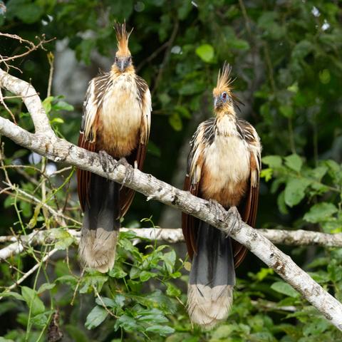 Ein Hoatzin-Paar (Opisthocomus hoazin) sitzt frontal vor dem Betrachter auf einem Ast und schaut leicht auf diesen herunter.
Der Vogel ist mit einer Länge von 62 bis 70 cm und einem Gewicht von 700 bis 900 g recht groß und schwer. Er ist durch einen kleinen Kopf, einen langen Hals und einen langen Schwanz gekennzeichnet. Die Oberseite ist bronzefarben, eine cremefarbene Streifung zieht sich über Nacken und Vorderrücken. Kehle und Brust sind beige, zur Schwanzbasis hin geht die Farbe der Unterseite allmählich in kastanienbraun über. Die Flügeldecken sind braun mit weißem Saum und weißen Streifen. Auch der Schwanz ist dunkelbraun; eine cremefarbene Endbinde ist meistens vorhanden, kann aber durch Abnutzung der Schwanzfedern im Alter verloren gehen.
Im Gesicht ist das rote Auge beidseits von nackten, blauen Hautpartien umgeben. Auffällig ist eine 4 bis 8 cm lange Haube, die meistens aufgerichtet ist. Diese Haube ist bei Männchen geringfügig größer als bei Weibchen, was der einzige äußerlich sichtbare Unterschied zwischen den Geschlechtern ist.
Der Schnabel ist schwarz, kräftig und kurz und erinnert an einen Hühnerschnabel. Auch die Beine sind schwarz. Der Fuß ist wie bei Hühnervögeln anisodaktyl: Eine Zehe ist nach hinten, drei sind nach vorn gerichtet.