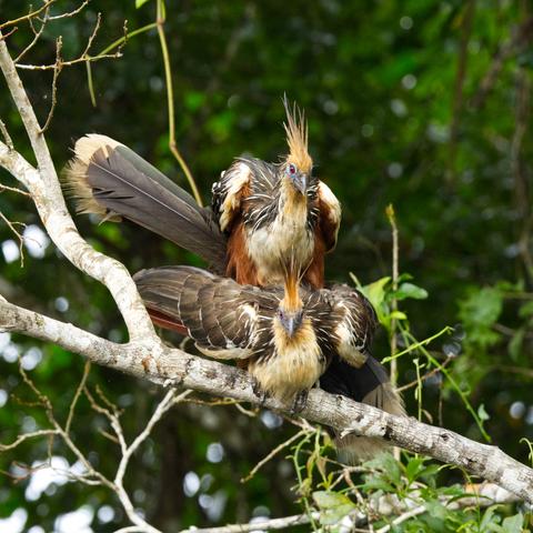 Die selben beiden Vögel beim Kopulieren.