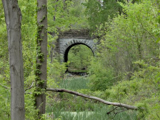 A soft-light forest scene in early spring, centered on an old stone archway partially reclaimed by nature. In the foreground, two mature tree trunks frame the view—one on the left, the other just right of center—with bright green vines spiraling up their bark. A fallen, weathered branch lies diagonally across the lower third of the image, resting above a shallow marsh of tall grasses and water. Behind this, dense undergrowth and saplings fill both sides, their fresh leaves forming a vivid green tapestry. The stone arch—constructed of roughly hewn gray blocks—occupies the middle distance. Through its dark, semicircular opening, more verdant woods and a hint of a water channel are visible, drawing the eye into a quiet, hidden realm. The overall mood is tranquil and contemplative, highlighting nature’s gentle reclamation of a human-made structure.