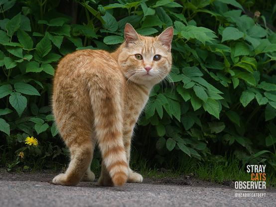 Ginger tabby cat turned to look at us