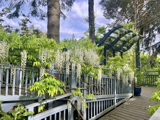 A flowering vine entertained with the railing of a long deck ramp. The hanging blooms are like bunches of grapes, they are white and cover the plant. In the back is a curved wooden pergola and a pine yree.