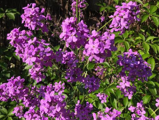 Staude voller lilafarbener kleiner Blüten