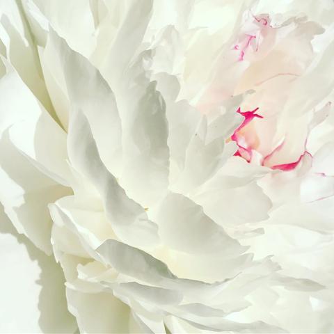 Close-up of a white peony flower, showcasing its delicate petals with subtle hints of pink in the center.