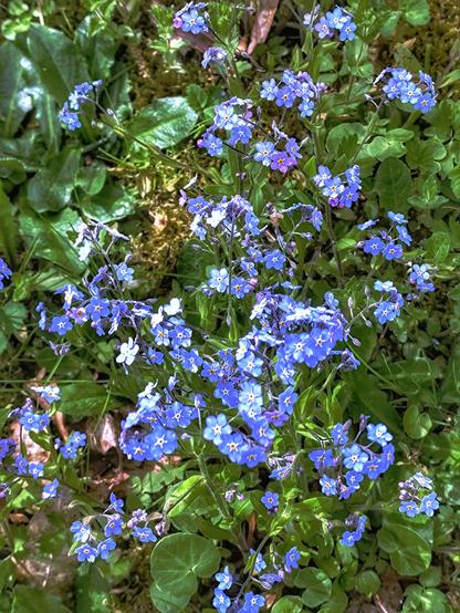 Blaue Vergissmeinnicht im Grün des Grases.
