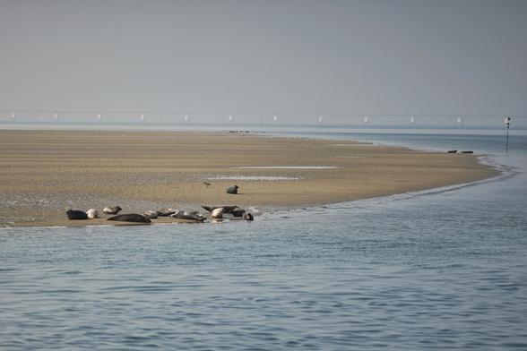 Auf einer Sandbank liegen mehrere Robben. Leider sind sie sehr klein und nur schlecht zu erkennen.