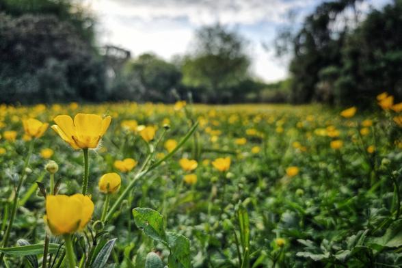 A low-angle close-up shot of a field filled with bright yellow buttercup flowers. The foreground shows several in-focus buttercups, with one prominent flower on the left. The background is softly blurred, revealing more yellow flowers stretching into the distance under a slightly overcast sky with hints of light, and silhouettes of trees on the horizon.
