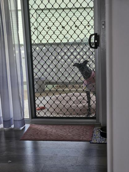 Poppy, a black greyhound. She's outside and is peering around the corner, looking through the glass door like she's saying "OOH HI THERE WHAT YOU DOING HUH??"