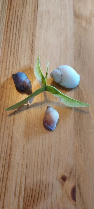 A three legged sycamore seed, with 3 sea snail shells arranged one to each section created by the legs, all lying on a wooden table.