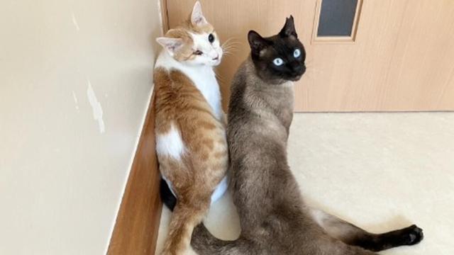 負傷猫、最後の砦となる役割 圧迫する医療費、施設運営維持の危機、健全な運営に立て直すために（NPO法人動物愛護団体LYSTA 2025/05/27 投稿） - クラウドファンディング READYFOR