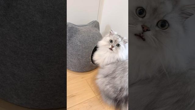 見えないもふもふ猫バトル 【サイベリアン】 #Shorts